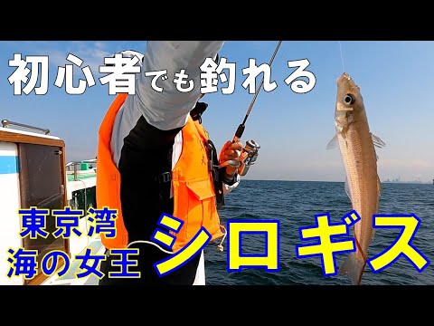 釣ってよし！食べてよし！東京湾シロギス 船釣りデビューにおすすめです