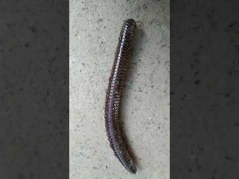 #omg #wow #whatisthis #millipedes #natural #naturelife #amazing #youtybeshorts