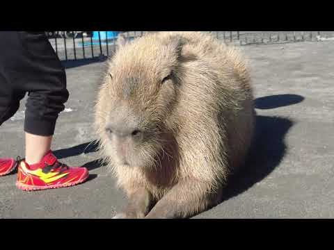 出張カピバラ かっぺい(等々力緑地)