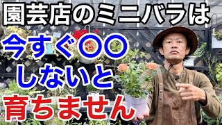 【ミニバラの罠】安いミニバラを誰でも上手に育てる方法教えます　　　　　　　　　【カーメン君】【園芸】【ガーデニング】【ミニ薔薇】