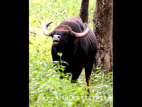 Indian gaur call... #kabini