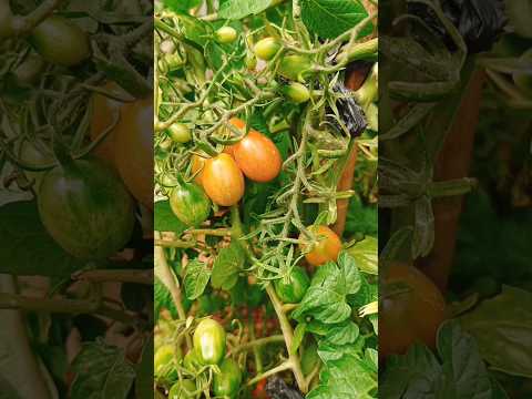 Kitchen garden harvesting | vegetable harvesting #recipe#food#shortfeeds#,shorts#short#