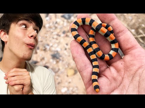 Cute little HALLOWEEN colored snake!