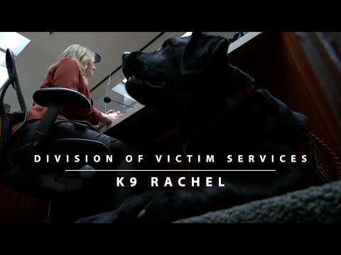 Meet K9 Rachel of our Division of Victim Services