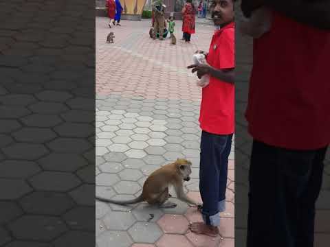 Batu Caves with monkeys all colourful stairs in Selangor, Malaysia