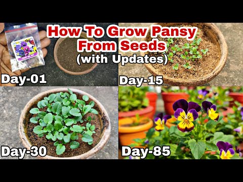 How To Grow Pansy From Seeds To Flowering With Updates//pansy को बीज से कैसे लगाएं