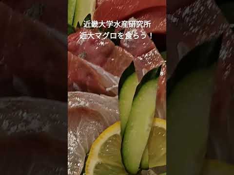 話題の近大マグロを近畿大学水産研究所で食らう！ #近大マグロ 近畿大学水産研究所