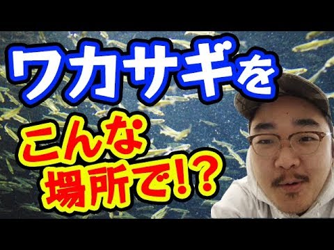 【魚図鑑 ワカサギ】釣り方！ 黄金伝説 TV企画で人気！ 天ぷら最高