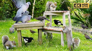 猫テレビ ~ 猫が喜ぶ映像 ~ 鳥とリス ~ 10時間