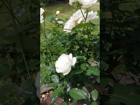 White rose  #whiteroses #rose #flowers #garden #nature #白玫瑰 #玫瑰花 #玫瑰种植