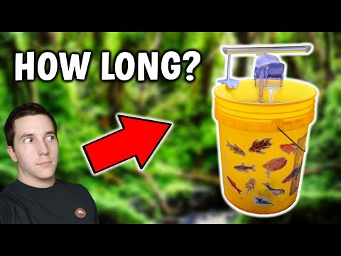 How Long Can You Keep Fish In A Bucket? (2 days or 2 years?)