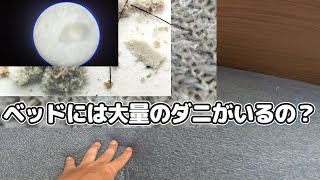 ベッドにダニっているの？自力で調べてみた！