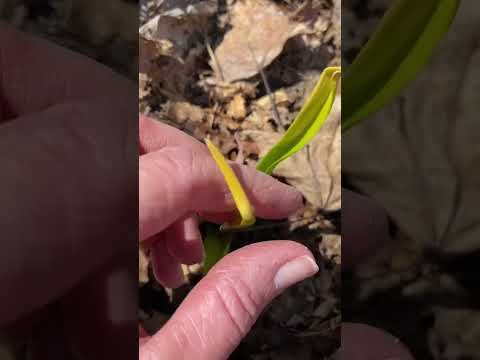 Is Your Hardneck Garlic Not Sprouting? #garlic #growinggarlic #garlictips #hardneckgarlic #shorts