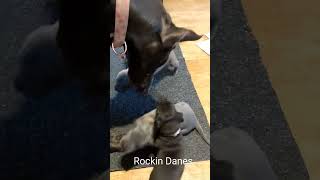 AKC Champion Great Dane puppies 3 weeks old after lunch playtime