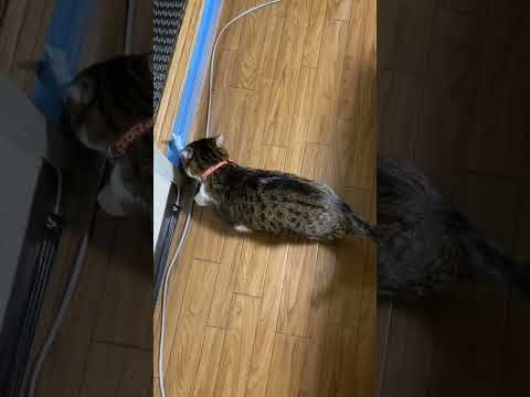 ♪お魚くわえた くぅちゃん～♪#ねこ #猫動画 #cat