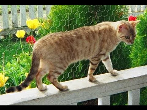 Animal Planet  : Cats 101 ~  Sokoke