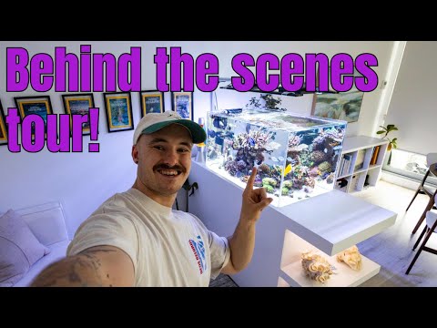 Behind the scenes tour of my Australian Reef Tank Aquarium!