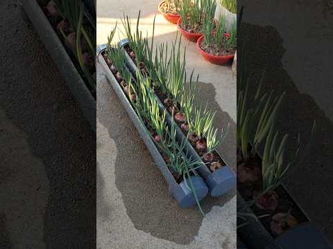 Methods propagating purple onions on the balcony for beginners