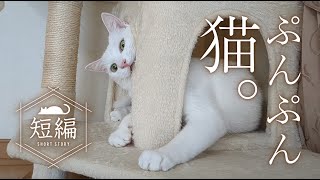 猫と息子の兄弟喧嘩。