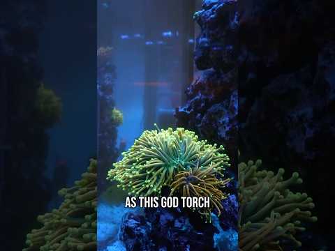 We love a torch coral with a unique story! #aquarium #reeftank