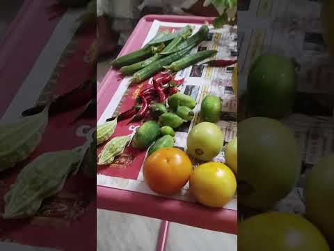 Evening Harvest from the terrace garden