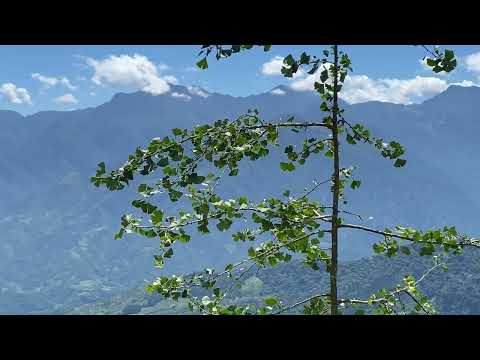 鳳凰山北嶺健行→第一、二土地公佑安鎮守→第三涼亭→今日北嶺終點氣溫21.5℃→美麗茶園群山環抱→鳳凰大道4.8K隱密陡上南嶺0.25K的邊坡捷徑→857賞鳥步道與第一賞鳥步道下山 2024年7月17日