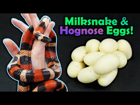 Our Milksnake Finally Laid her Eggs! (plus bonus hognose eggs!)