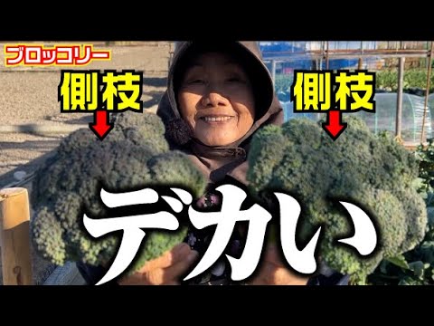 【これが本当に側枝？】1株で何度も収穫【大きい側枝の栽培方法】【ブロッコリー】