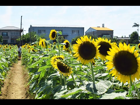 豪豪遊台灣-桃園市觀音區-向陽農場(201909114)