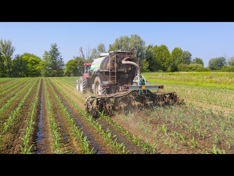 Digestate distribution on Corn 🌽 | Case Maxxum 130 + Overtruck I