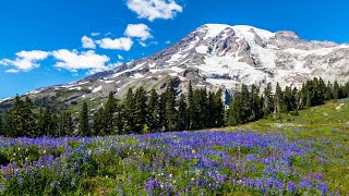 Mt. Rainier Day Trip from Seattle, Washington