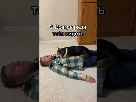 5 ПРИЧИН ЗАВЕСТИ СОБАКУ,  А НЕ ДЕВУШКУ #dog #funnyvideo #funny #corgi #humor