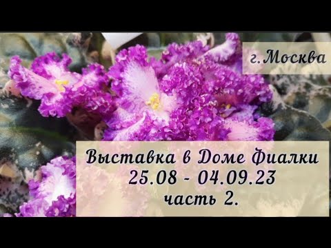 Фиалки - 2023. Выставка в Доме Фиалки с 25.08 по 04.09.23г. Часть 2 #выставкафиалок #домфиалки