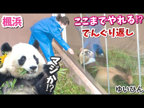 【パンダアイドル楓浜】華麗な技🐼本家はここにあった！ふうちゃんもお手上げだ💦