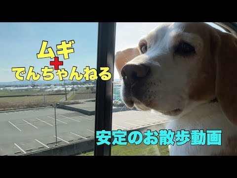 安定の散歩動画