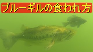 【水中映像】ブルーギルを捕食する、ブラックバス！