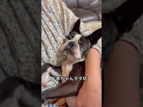 甘えん坊過ぎて可愛い男子🩷#bostonterrier #ボストンテリア #dog #dogshorts #doglife