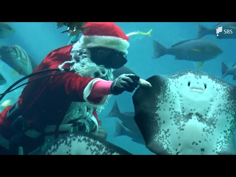 魚たちへのクリスマスプレゼント...水族館でサンタ姿のダイバーが餌付けショー=静岡・下田市