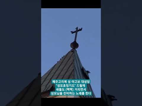 2014년 6번째 메주고리예 성지순례 갔을적에 미니캠코더로 촬영한 영상입니다! 미사전 묵주기도 10단을 다 드리고 난뒤 성모찬송 기도를 드리는데 이때 새들도 성모님 찬미하는 노래를