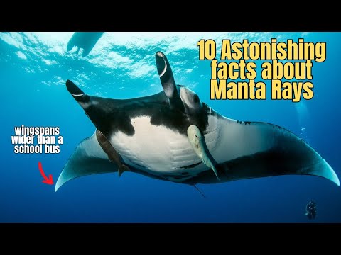 10 Facts about Manta Rays 💥 Manta Ray Educational Video