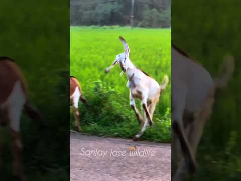 funny goat💤 young goat sound #shorts  #short #shortvideo  #goatsound #goatbaby #funnygoat