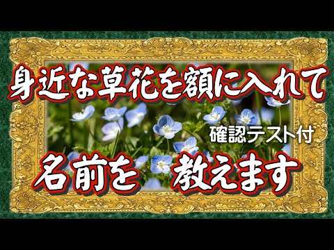 新感覚！ワクワク、ドキドキの10種類！【身近にあるある草花写真館③】身近な草花の名前が知りたい人へ！草花の写真を額に入れて、名前が覚えられるようにしました。草花に心を癒やされている人たちへ贈ります。