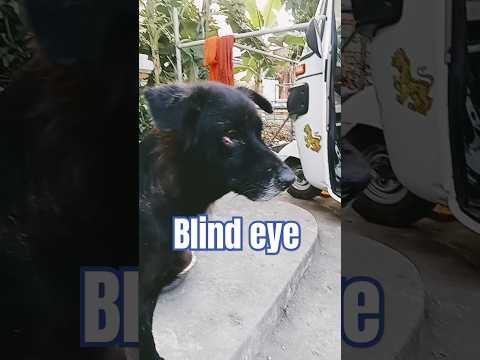 It's pity blind eye #dogismylife #straydoglove #strayanimals #straydogslife #straydogs #cute