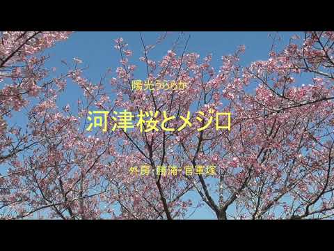 河津桜