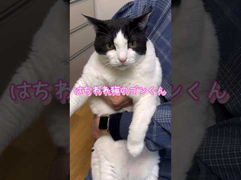 我が家の愛猫を愛でる動画♡ #猫 #猫動画 #猫のいる暮らし #猫好きさんと繋がりたい #猫との暮らし #黒猫 #はちわれ猫