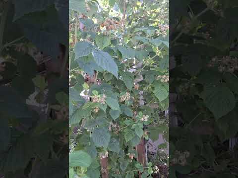 JARDIN COSECHANDO FRANBUESAS(RASPBERRIES)desde Pennsylvania