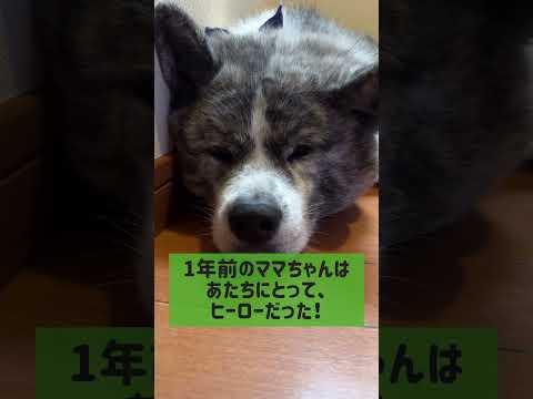 4回めはナシでお願いしますね！#秋田犬