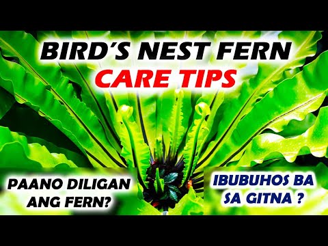 BIRD'S NEST FERN CARE TIPS / Q&A BY ANAK BUKID