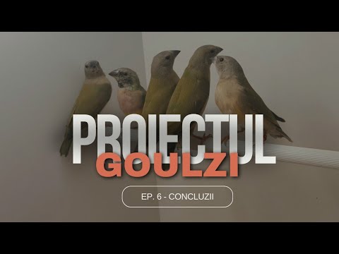 Reproducere goulzi - Puii pe bețe, proiect finalizat cu succes !