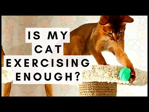 Is My Cat Exercising Enough?